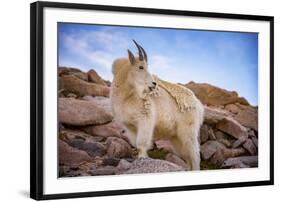 Billy Goat Scruff-Darren White Photography-Framed Photographic Print