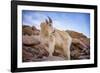 Billy Goat Scruff-Darren White Photography-Framed Photographic Print
