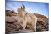 Billy Goat Scruff-Darren White Photography-Mounted Photographic Print