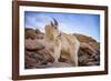 Billy Goat Scruff-Darren White Photography-Framed Photographic Print