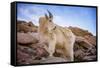 Billy Goat Scruff-Darren White Photography-Framed Stretched Canvas