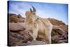 Billy Goat Scruff-Darren White Photography-Stretched Canvas