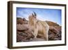 Billy Goat Scruff-Darren White Photography-Framed Premium Photographic Print