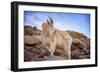 Billy Goat Scruff-Darren White Photography-Framed Premium Photographic Print