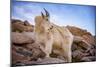 Billy Goat Scruff-Darren White Photography-Mounted Premium Photographic Print