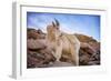 Billy Goat Scruff-Darren White Photography-Framed Photographic Print