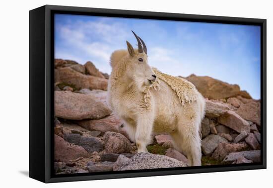 Billy Goat Scruff-Darren White Photography-Framed Stretched Canvas