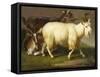 Billy Goats-Johan Wenzel Peter-Framed Stretched Canvas