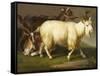 Billy Goats-Johan Wenzel Peter-Framed Stretched Canvas