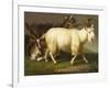 Billy Goats-Johan Wenzel Peter-Framed Giclee Print