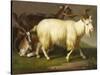 Billy Goats-Johan Wenzel Peter-Stretched Canvas