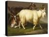 Billy Goats-Johan Wenzel Peter-Stretched Canvas