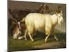 Billy Goats-Johan Wenzel Peter-Mounted Giclee Print