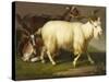 Billy Goats-Johan Wenzel Peter-Stretched Canvas