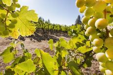 Rows of Lush Vineyards-Billy Hustace-Stretched Canvas