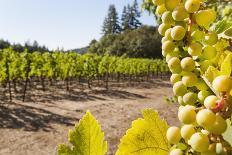 Close-Up of Grapes in a Vineyard, Napa Valley, California, United States of America, North America-Billy Hustace-Photographic Print