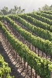 Close-Up of Grapes in a Vineyard, Napa Valley, California, United States of America, North America-Billy Hustace-Framed Stretched Canvas