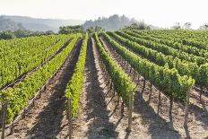 Rows of Lush Vineyards-Billy Hustace-Photographic Print