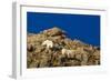 Billy Mountain Goats in Winter Coat in Glacier National Park, Montana, USA-Chuck Haney-Framed Photographic Print