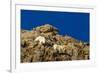 Billy Mountain Goats in Winter Coat in Glacier National Park, Montana, USA-Chuck Haney-Framed Photographic Print