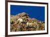 Billy Mountain Goats in Winter Coat in Glacier National Park, Montana, USA-Chuck Haney-Framed Photographic Print