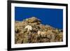 Billy Mountain Goats in Winter Coat in Glacier National Park, Montana, USA-Chuck Haney-Framed Photographic Print