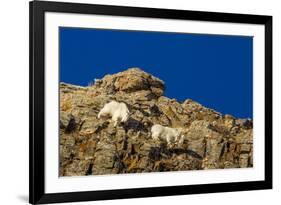 Billy Mountain Goats in Winter Coat in Glacier National Park, Montana, USA-Chuck Haney-Framed Photographic Print