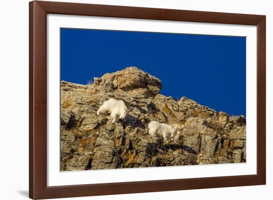 Billy Mountain Goats in Winter Coat in Glacier National Park, Montana, USA-Chuck Haney-Framed Photographic Print