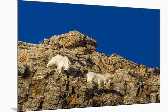 Billy Mountain Goats in Winter Coat in Glacier National Park, Montana, USA-Chuck Haney-Mounted Premium Photographic Print