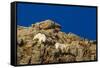 Billy Mountain Goats in Winter Coat in Glacier National Park, Montana, USA-Chuck Haney-Framed Stretched Canvas