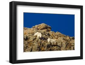 Billy Mountain Goats in Winter Coat in Glacier National Park, Montana, USA-Chuck Haney-Framed Photographic Print