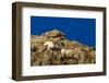 Billy Mountain Goats in Winter Coat in Glacier National Park, Montana, USA-Chuck Haney-Framed Premium Photographic Print