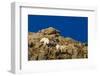 Billy Mountain Goats in Winter Coat in Glacier National Park, Montana, USA-Chuck Haney-Framed Premium Photographic Print