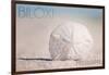 Biloxi, Mississippi - Sand Dollar and Beach-Lantern Press-Framed Art Print