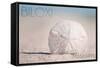 Biloxi, Mississippi - Sand Dollar and Beach-Lantern Press-Framed Stretched Canvas
