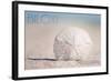 Biloxi, Mississippi - Sand Dollar and Beach-Lantern Press-Framed Art Print