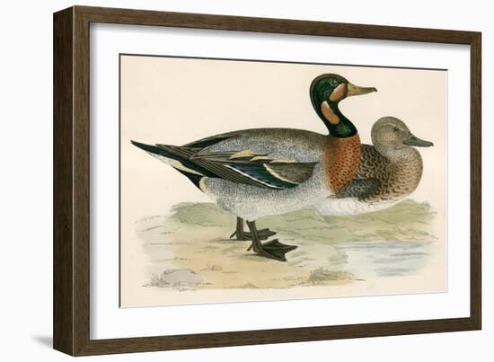 Bimaculated Duck-Beverley R. Morris-Framed Giclee Print