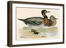 Bimaculated Duck-Beverley R. Morris-Framed Giclee Print