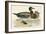 Bimaculated Duck-Beverley R. Morris-Framed Giclee Print