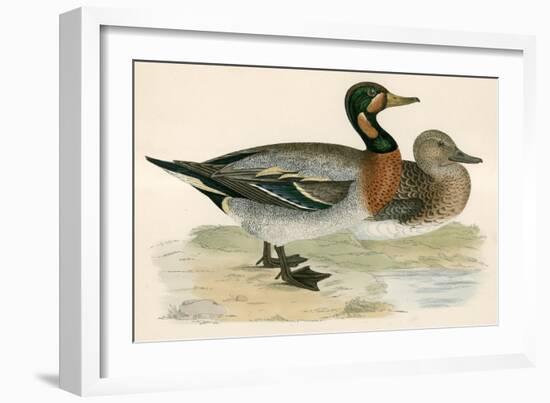 Bimaculated Duck-Beverley R. Morris-Framed Giclee Print