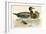 Bimaculated Duck-Beverley R. Morris-Framed Giclee Print