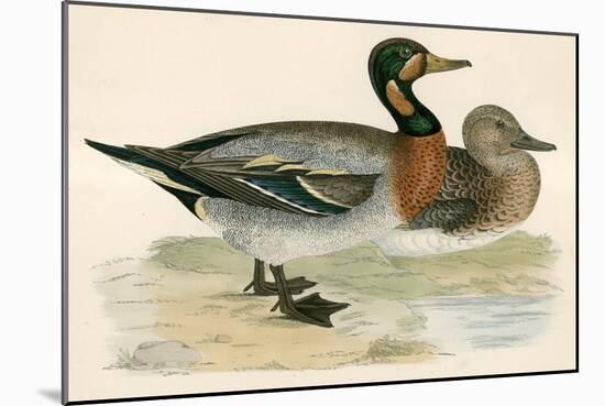 Bimaculated Duck-Beverley R. Morris-Mounted Giclee Print