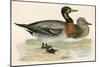 Bimaculated Duck-Beverley R. Morris-Mounted Giclee Print