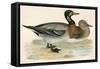 Bimaculated Duck-Beverley R. Morris-Framed Stretched Canvas