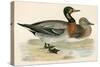 Bimaculated Duck-Beverley R. Morris-Stretched Canvas