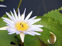 Tropical Water Lily-bimka1-Photographic Print