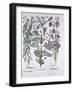 Bindweed, Dog's Bane and Sea Bindweed, from 'Hortus Eystettensis', by Basil Besler (1561-1629), Pub-German School-Framed Giclee Print