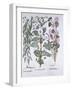 Bindweed, Dog's Bane and Sea Bindweed, from 'Hortus Eystettensis', by Basil Besler (1561-1629), Pub-German School-Framed Giclee Print