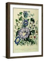 Bindweed, Plate 26 from "The Ladies" Flower Garden", Published 1842-Jane W. Loudon-Framed Giclee Print