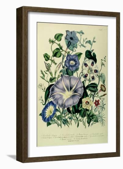 Bindweed, Plate 26 from "The Ladies" Flower Garden", Published 1842-Jane W. Loudon-Framed Giclee Print